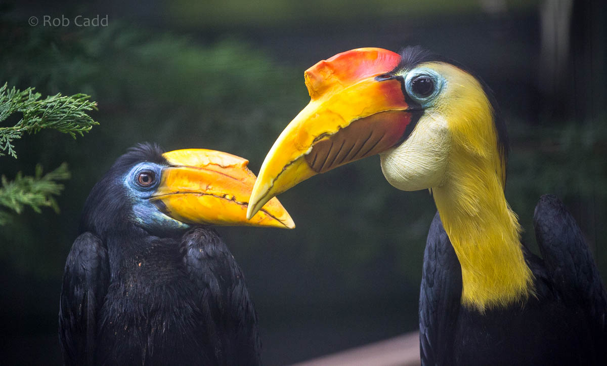 Wrinkled hornbill : Paignton : 23 Sep 2015