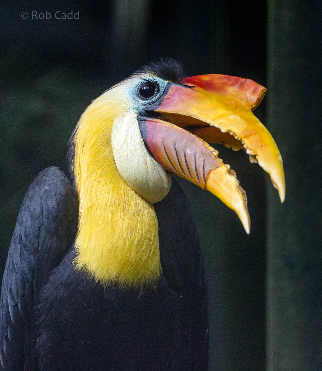 Wrinkled hornbill : Paignton : 23 Sep 2015