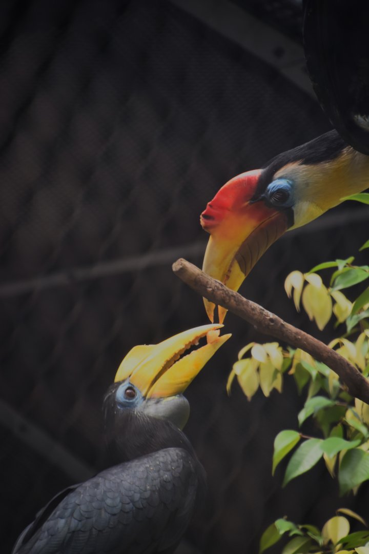 Wrinkled hornbill pair (Rhyticeros casssidix