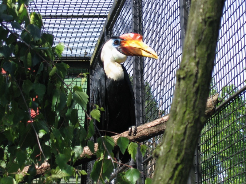 Wrinkled hornbill @ Prague zoo