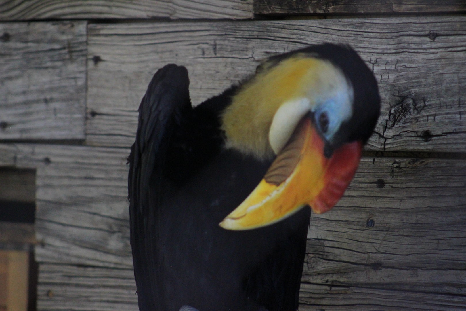Wrinkled hornbill - Predators of Asia & Africa
