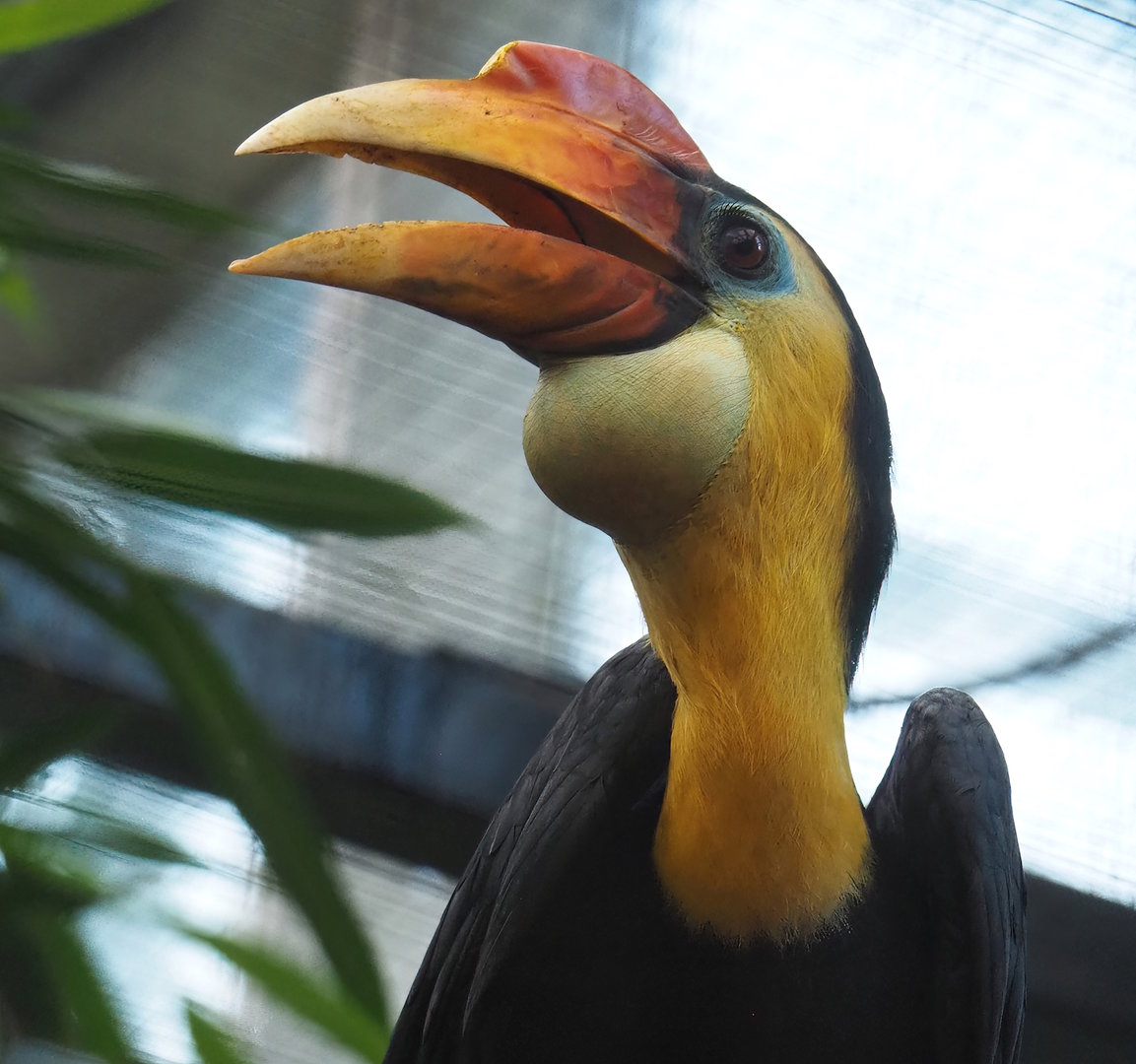 Wrinkled hornbill (Rhabdotorrhinus corrugatus), 2022-11-12