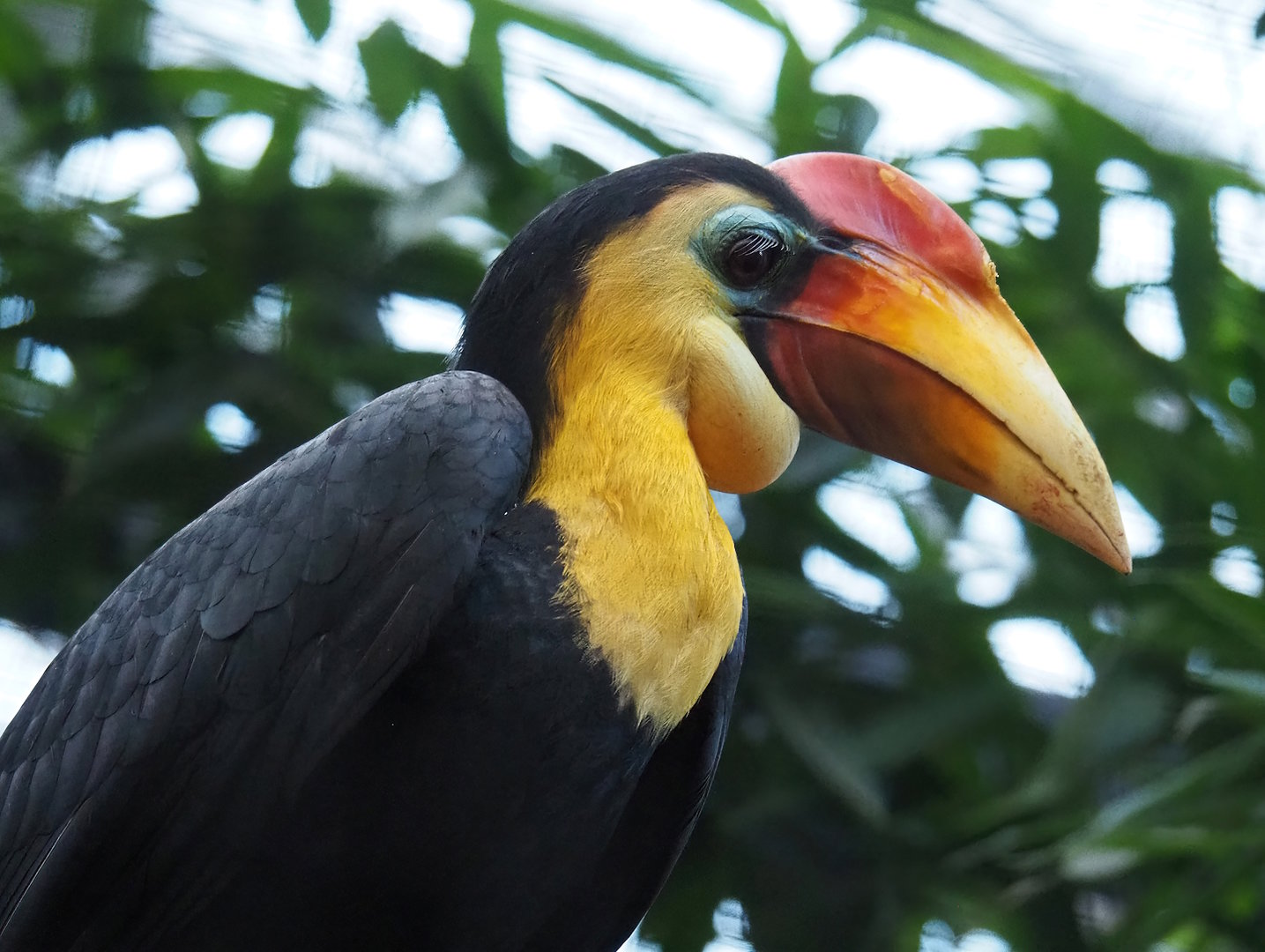 Wrinkled hornbill (Rhabdotorrhinus corrugatus), 2022-11-12