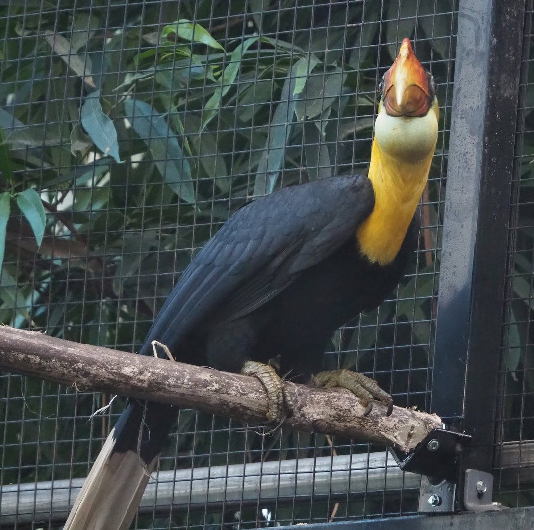 Wrinkled hornbill (Rhabdotorrhinus corrugatus), 2022-11-12