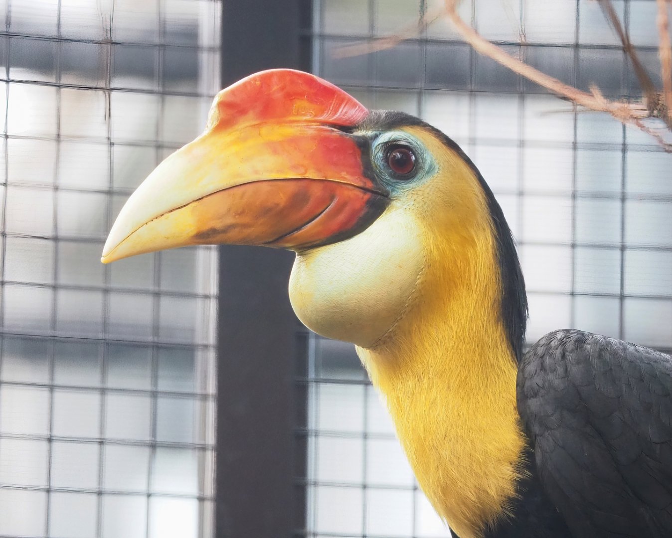 Wrinkled hornbill (Rhabdotorrhinus corrugatus), 2023-04-18