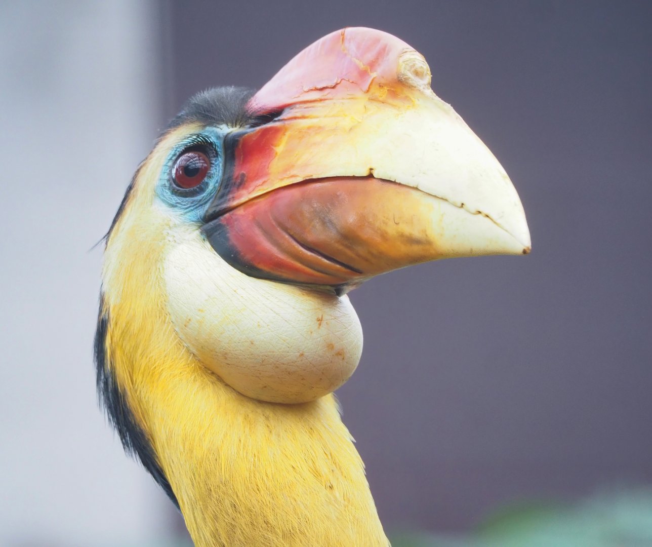 Wrinkled hornbill (Rhabdotorrhinus corrugatus), 2023-04-18