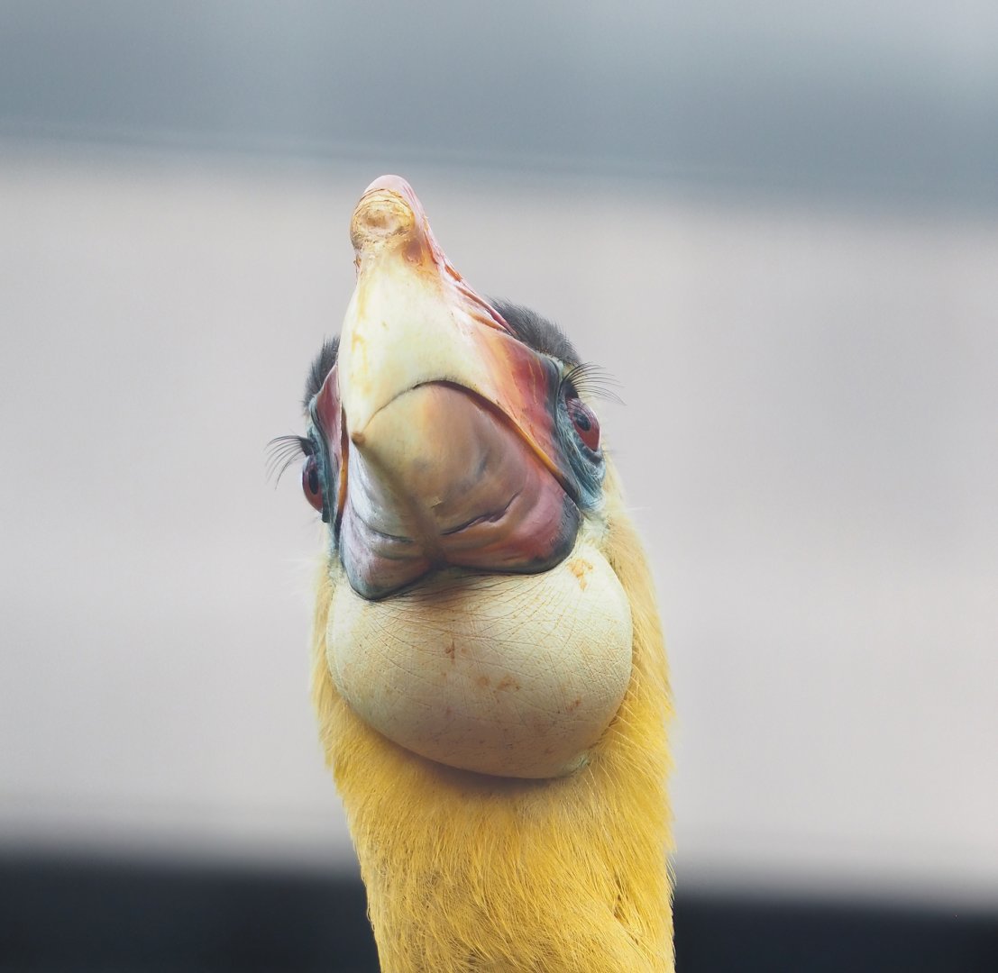 Wrinkled hornbill (Rhabdotorrhinus corrugatus), 2023-04-18