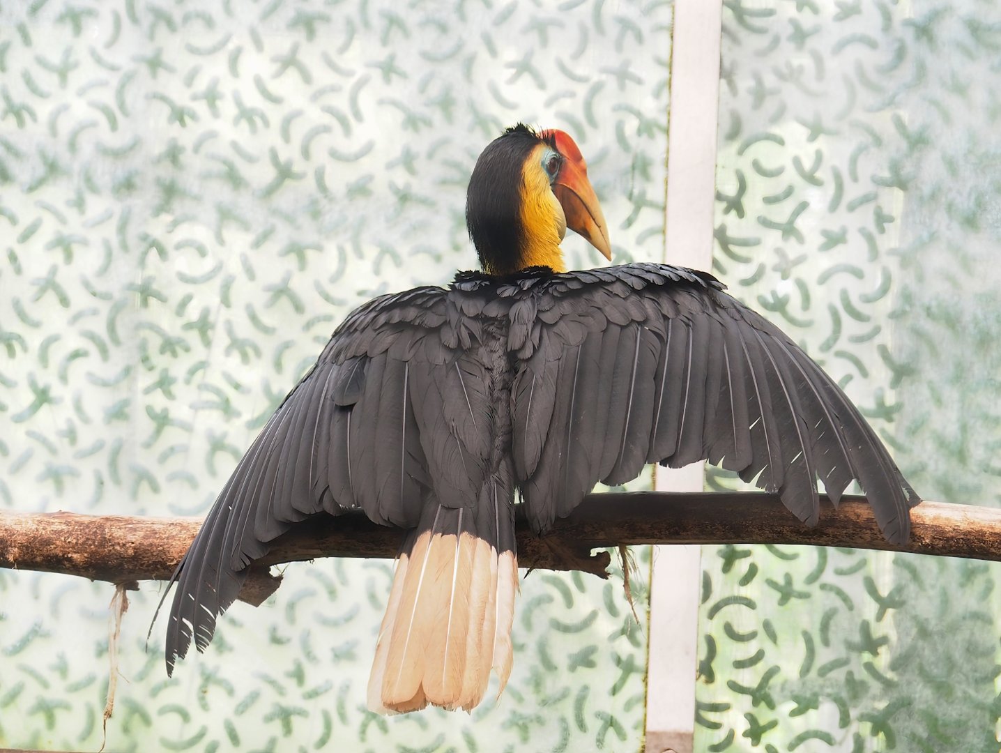 Wrinkled hornbill (Rhabdotorrhinus corrugatus), 2023-05-13