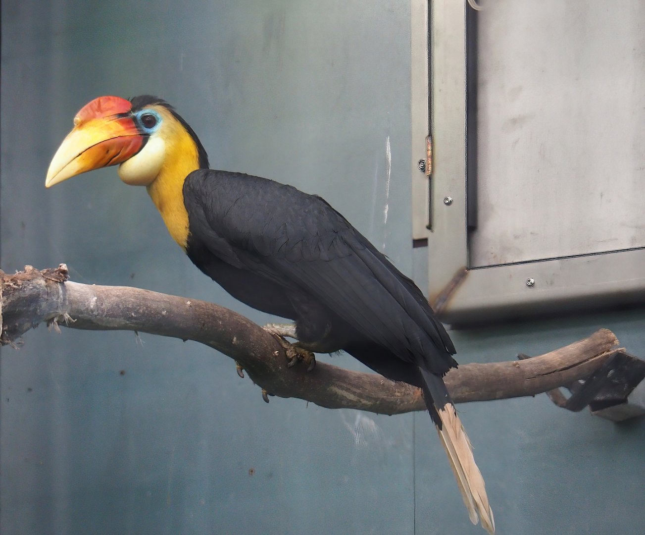 Wrinkled hornbill (Rhabdotorrhinus corrugatus), 2023-06-04