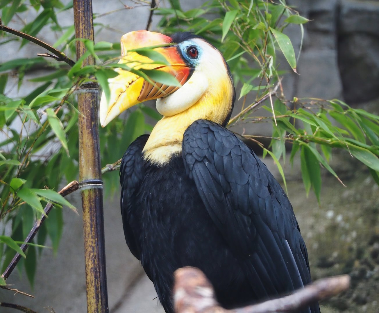 Wrinkled hornbill (Rhabdotorrhinus corrugatus), 2023-08-17