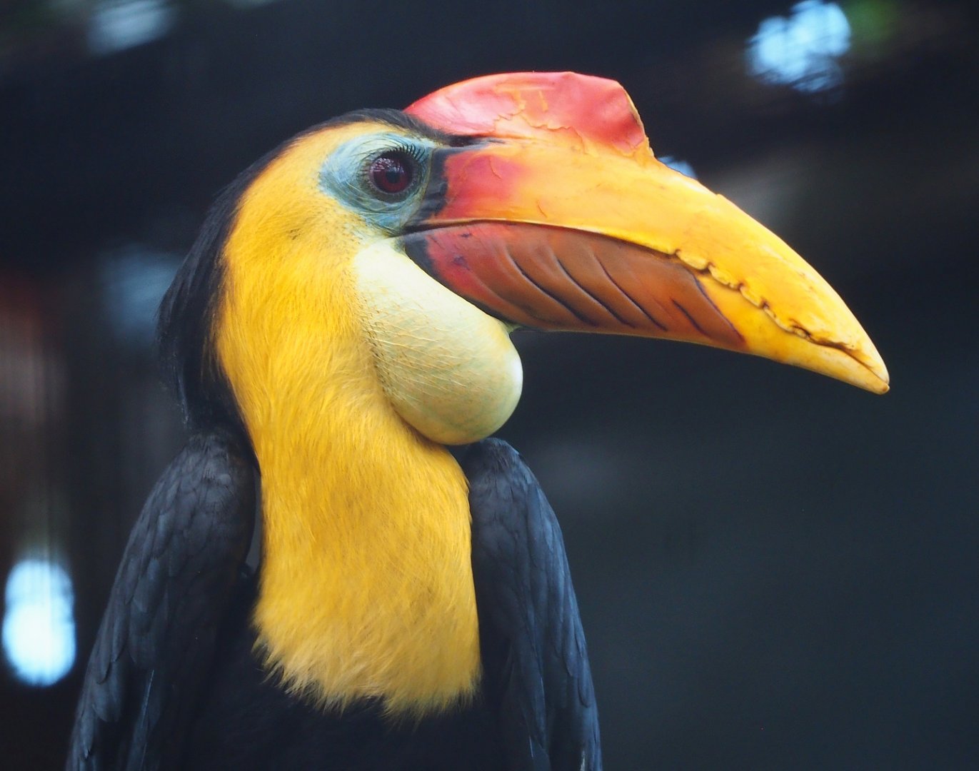 Wrinkled hornbill (Rhabdotorrhinus corrugatus), 2024-03-04