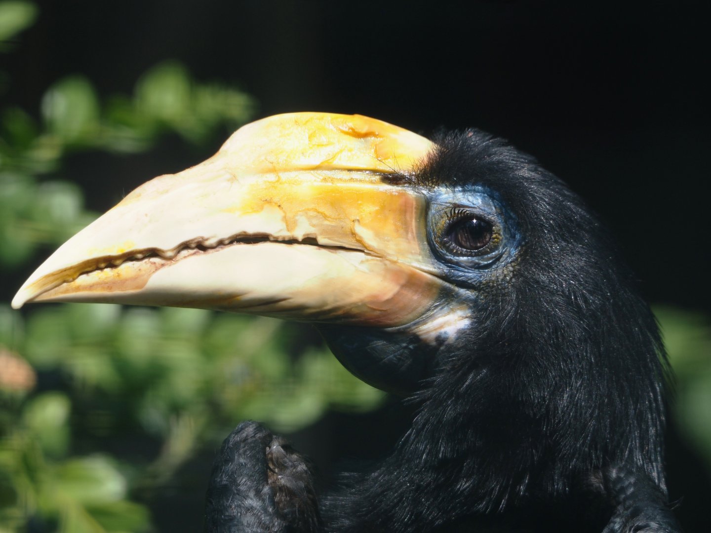 Wrinkled hornbill (Rhabdotorrhinus corrugatus), 2024-05-23