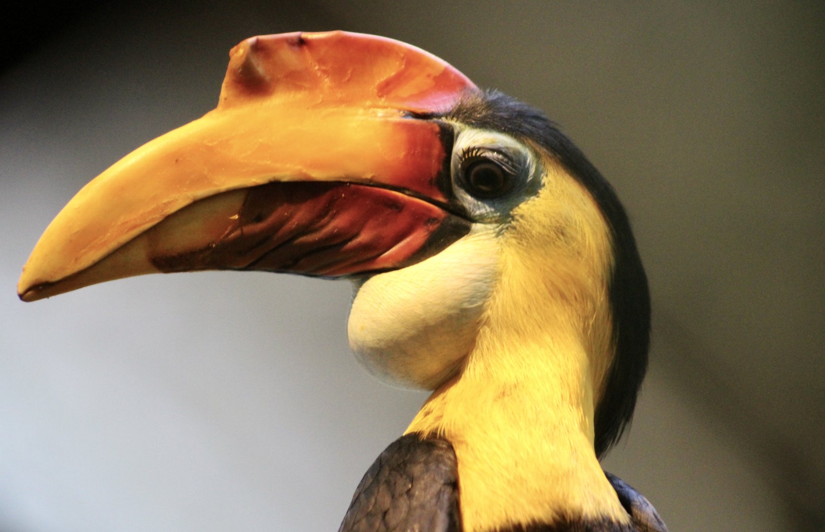 Wrinkled Hornbill (Rhabdotorrhinus corrugatus) male