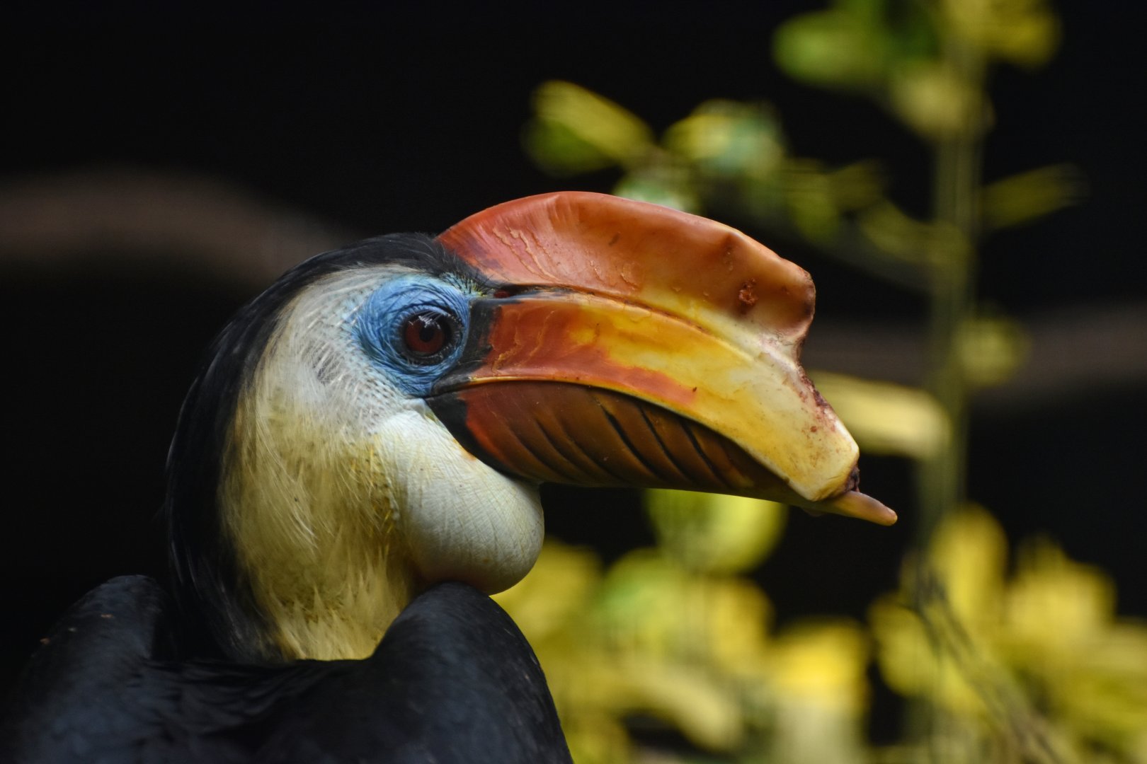 Wrinkled Hornbill Rhabdotorrhinus corrugatus