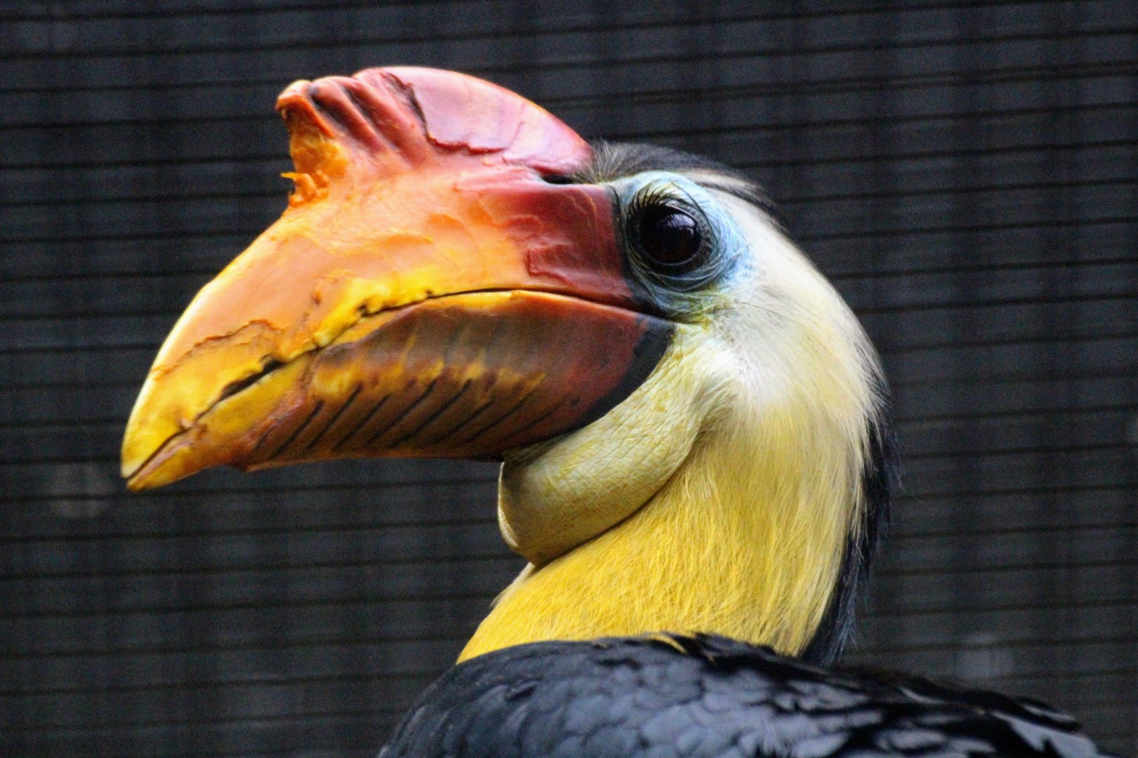 Wrinkled Hornbill (Rhabdotorrhinus corrugatus)