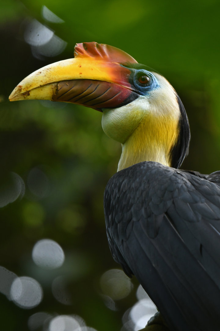 Wrinkled Hornbill Rhabdotorrhinus corrugatus