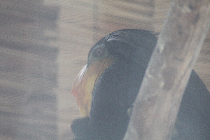 Wrinkled hornbill (Rhabdotorrhinus corrugatus)