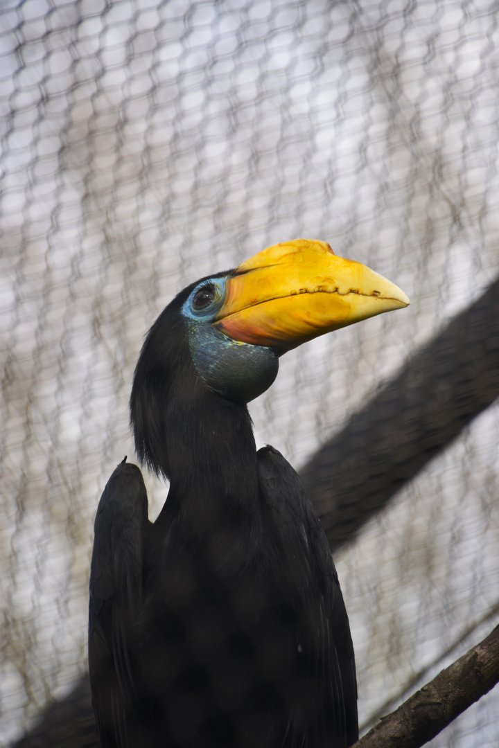 Wrinkled hornbill, Rhabdotorrhinus corrugatus