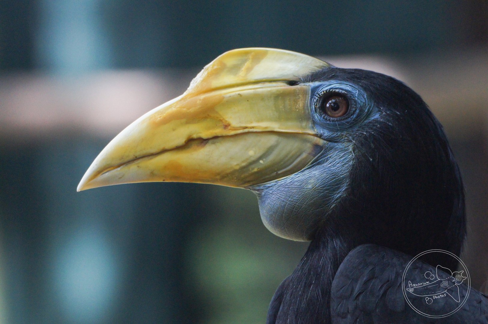 Wrinkled Hornbill (Rhabdotorrhinus corrugatus)