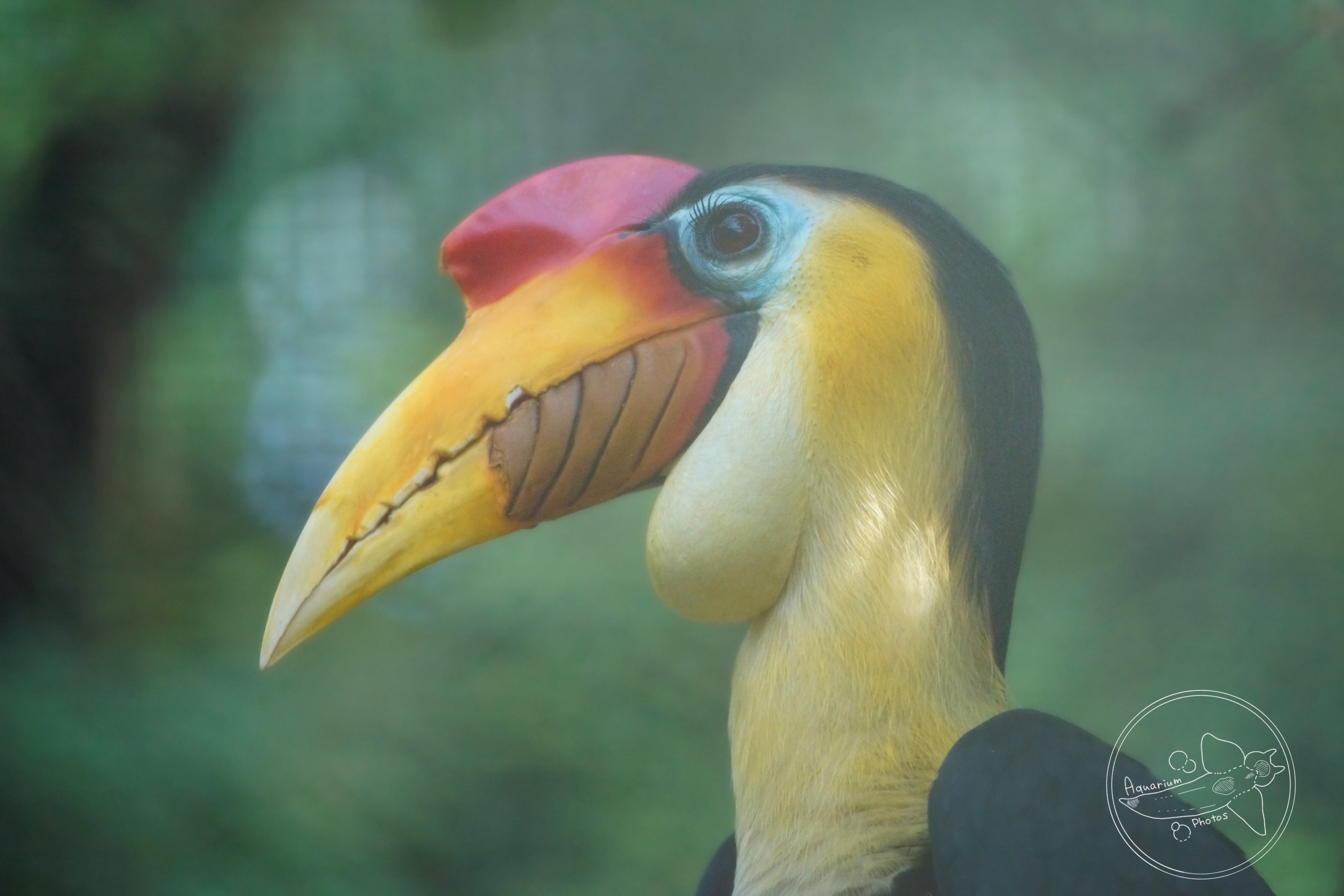 Wrinkled Hornbill (Rhabdotorrhinus corrugatus)