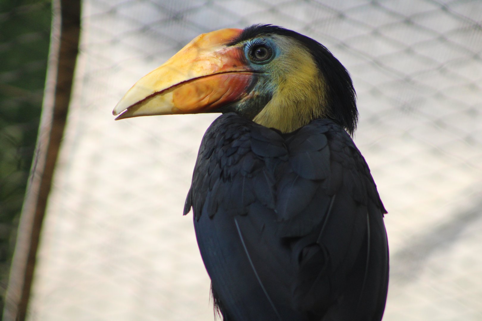 Wrinkled Hornbill (Rhabdotorrhinus corrugatus)