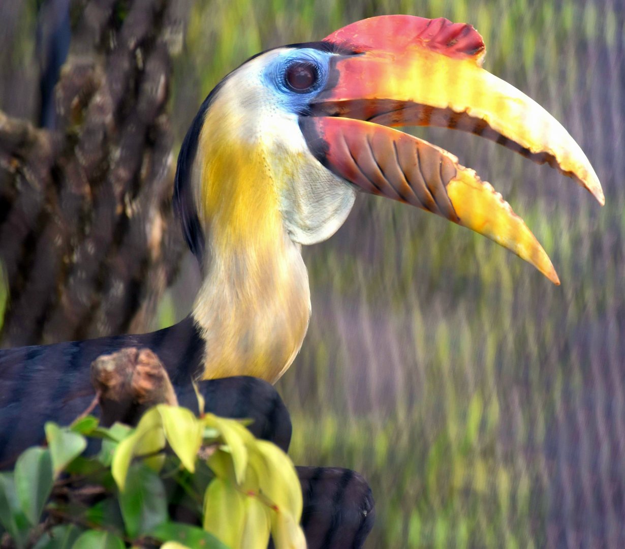 Wrinkled Hornbill (Rhabdotorrhinus corrugatus)