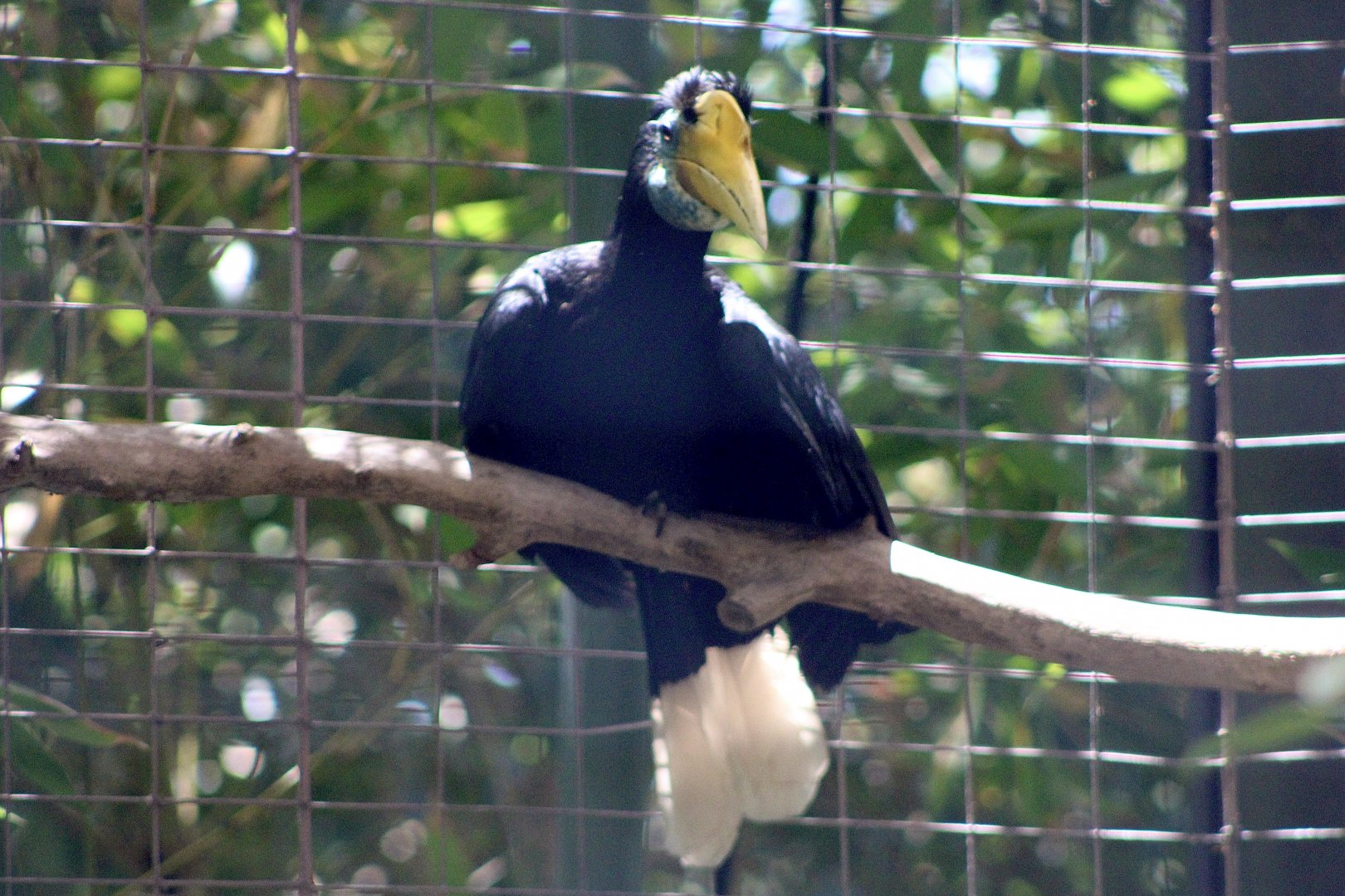 Wrinkled Hornbill (Rhabdotorrhinus corrugatus)