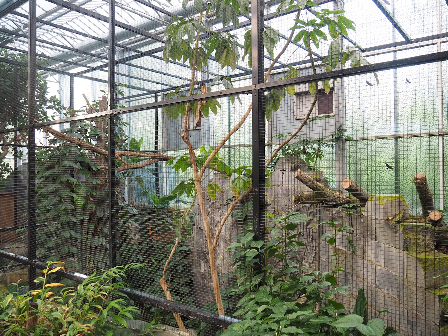 Wrinkled hornbill, Sclater's crowned pigeon and Common hill myna indoor aviary, 2022-10-19