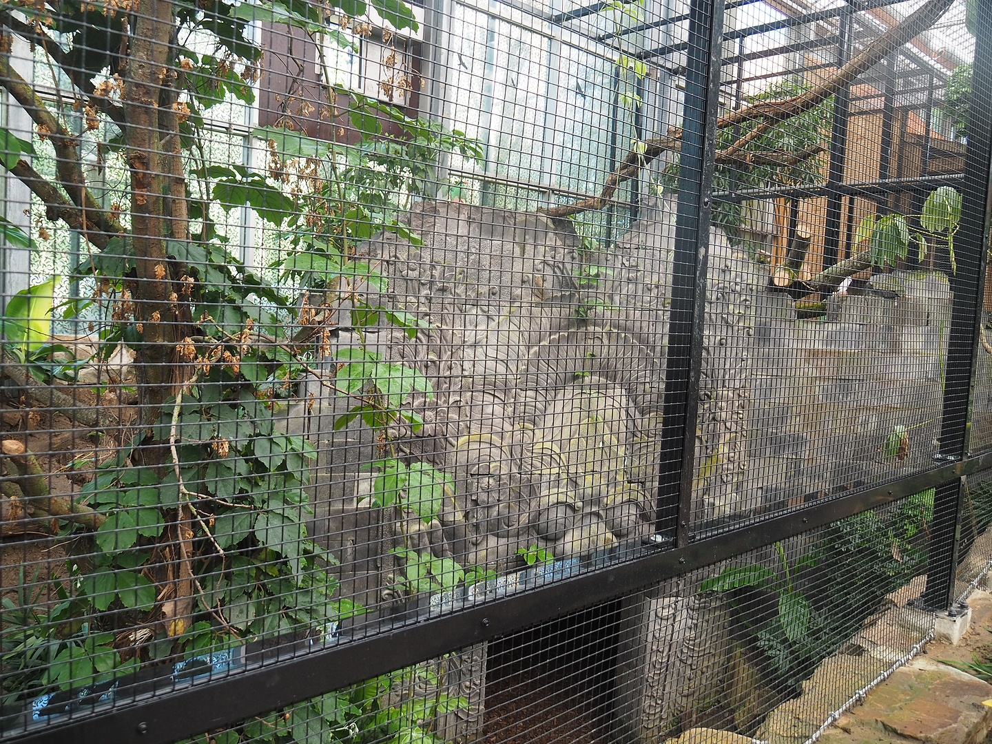 Wrinkled hornbill, Sclater's crowned pigeon and Common hill myna indoor aviary (Not yet occupied at the time), 2022-08-07