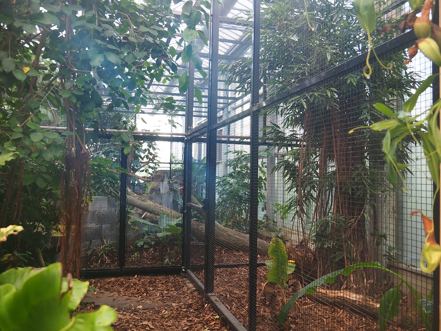 Wrinkled hornbill, Sclater's crowned pigeon and Common hill myna separation aviary, 2022-10-19