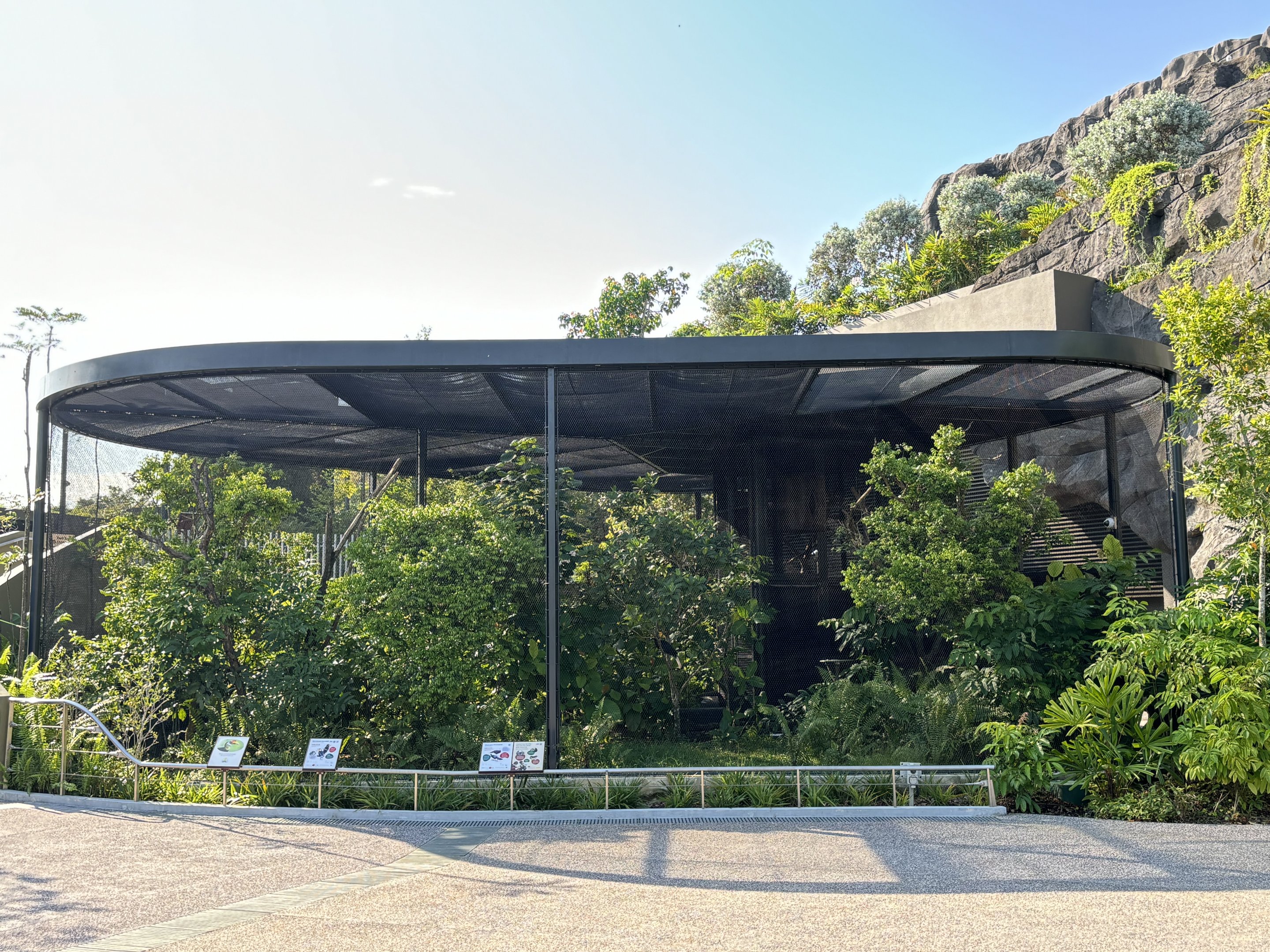 Wrinkled Hornbill + Vietnam Pheasant