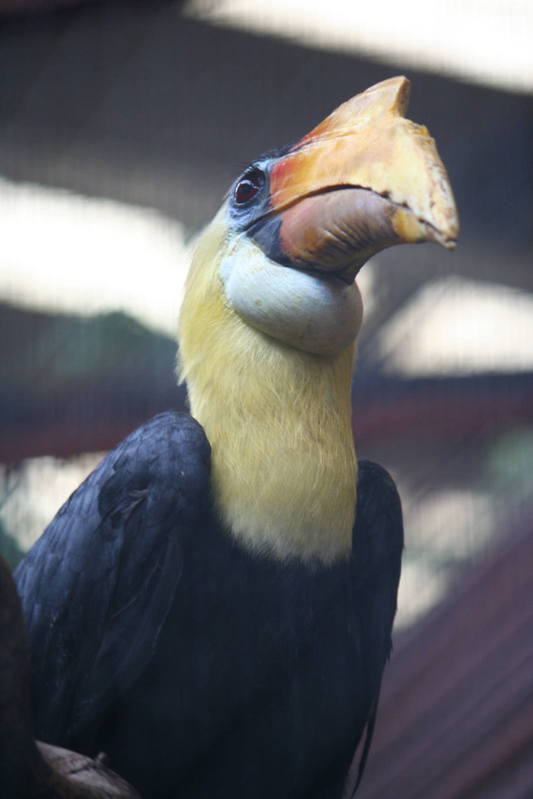 Wrinkled Hornbill