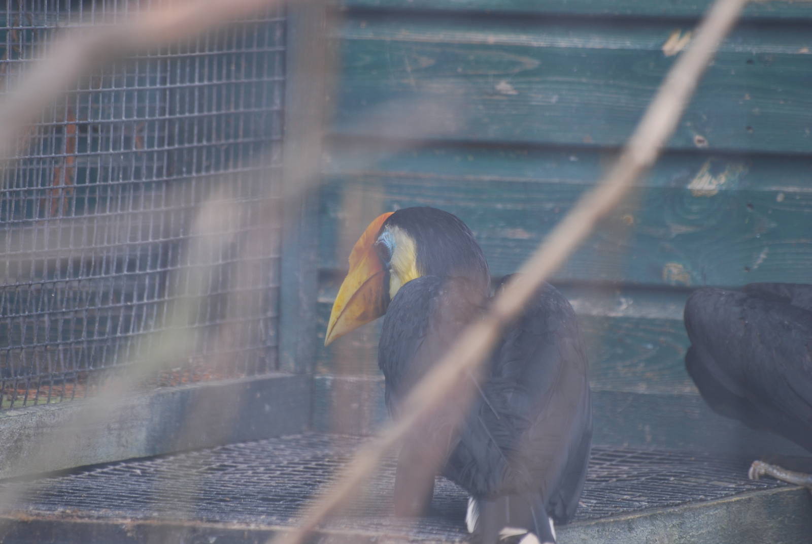 Wrinkled hornbill