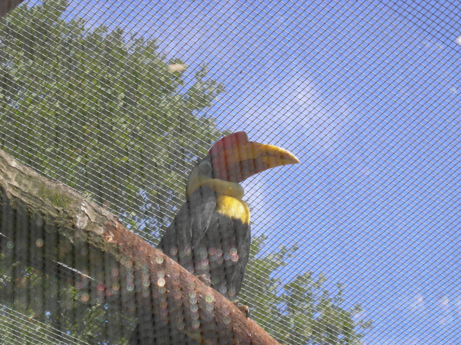 Wrinkled hornbill