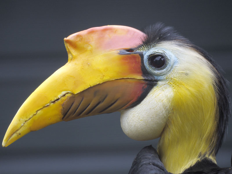 Wrinkled hornbill