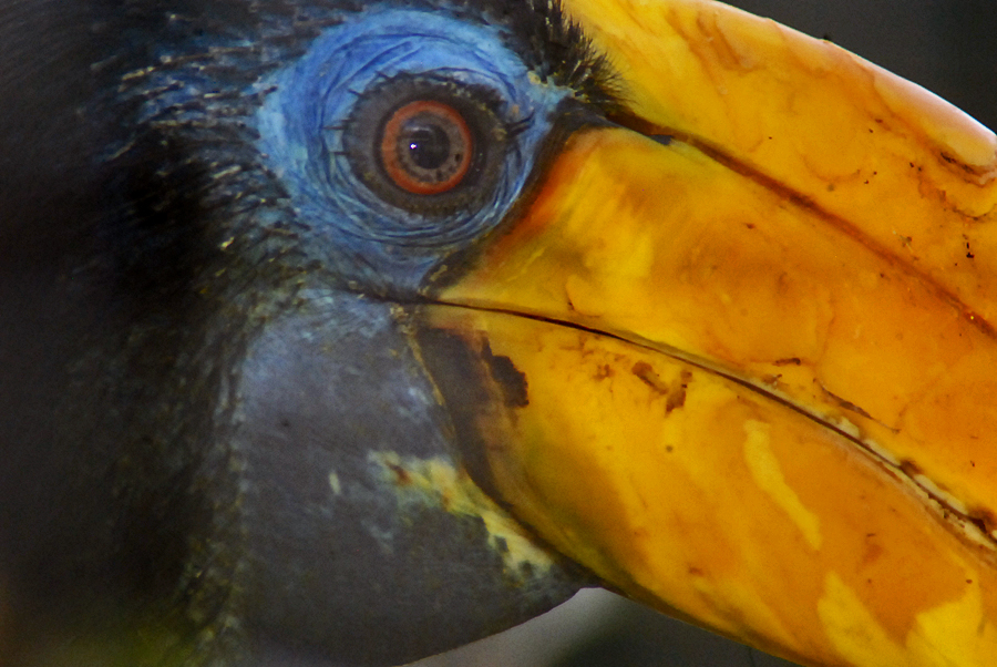 Wrinkled Hornbill