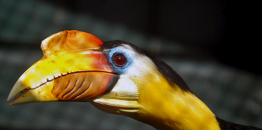 Wrinkled Hornbill
