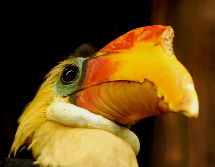 WRINKLED HORNBILL