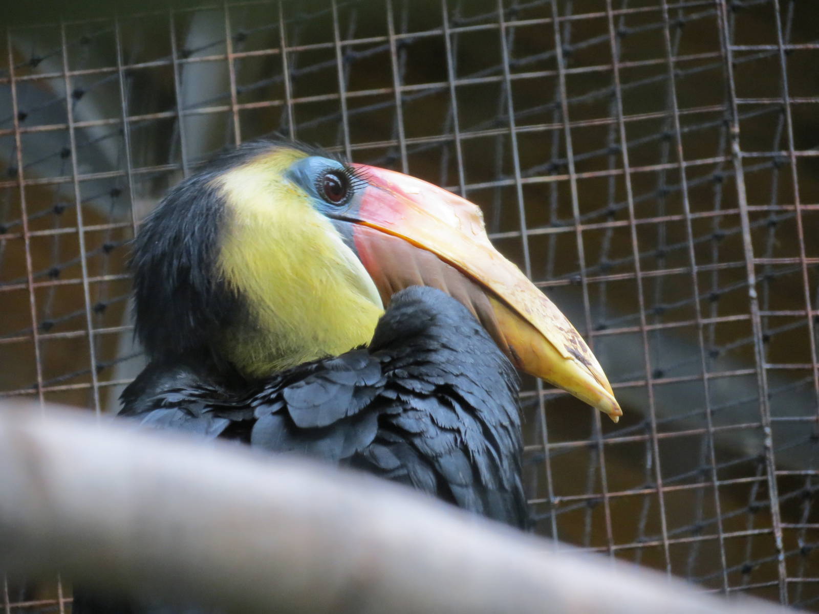 Wrinkled Hornbill