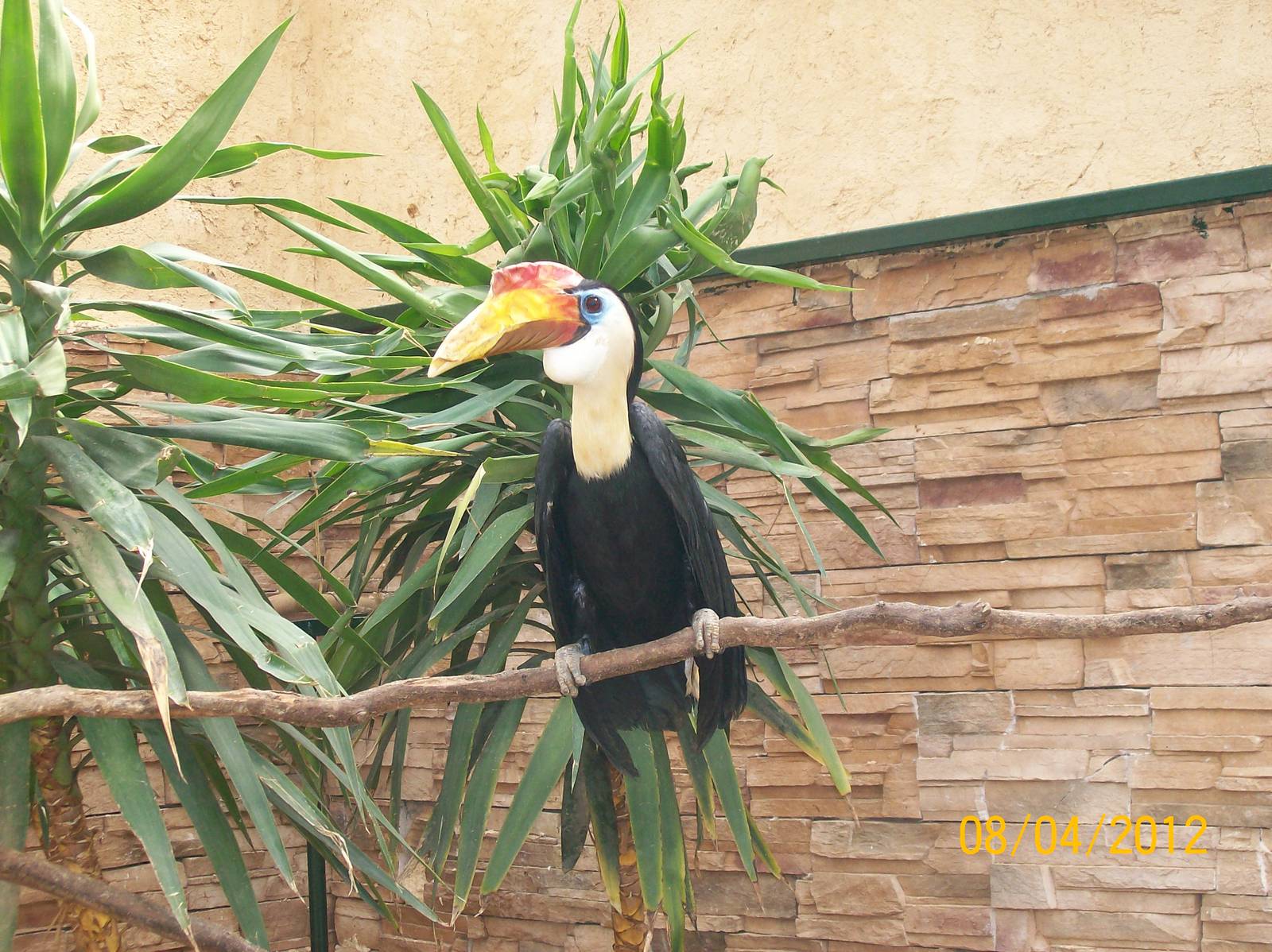 Wrinkled hornbill