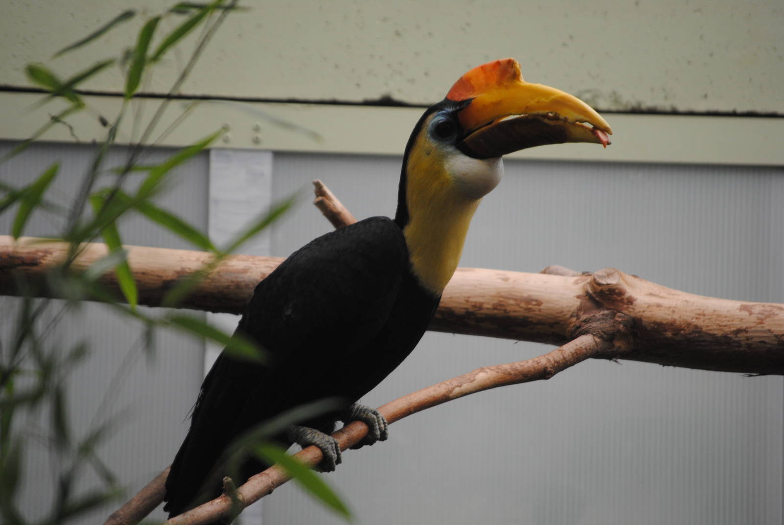 Wrinkled Hornbill