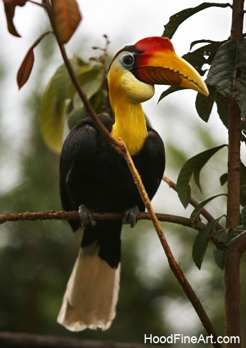 wrinkled hornbill