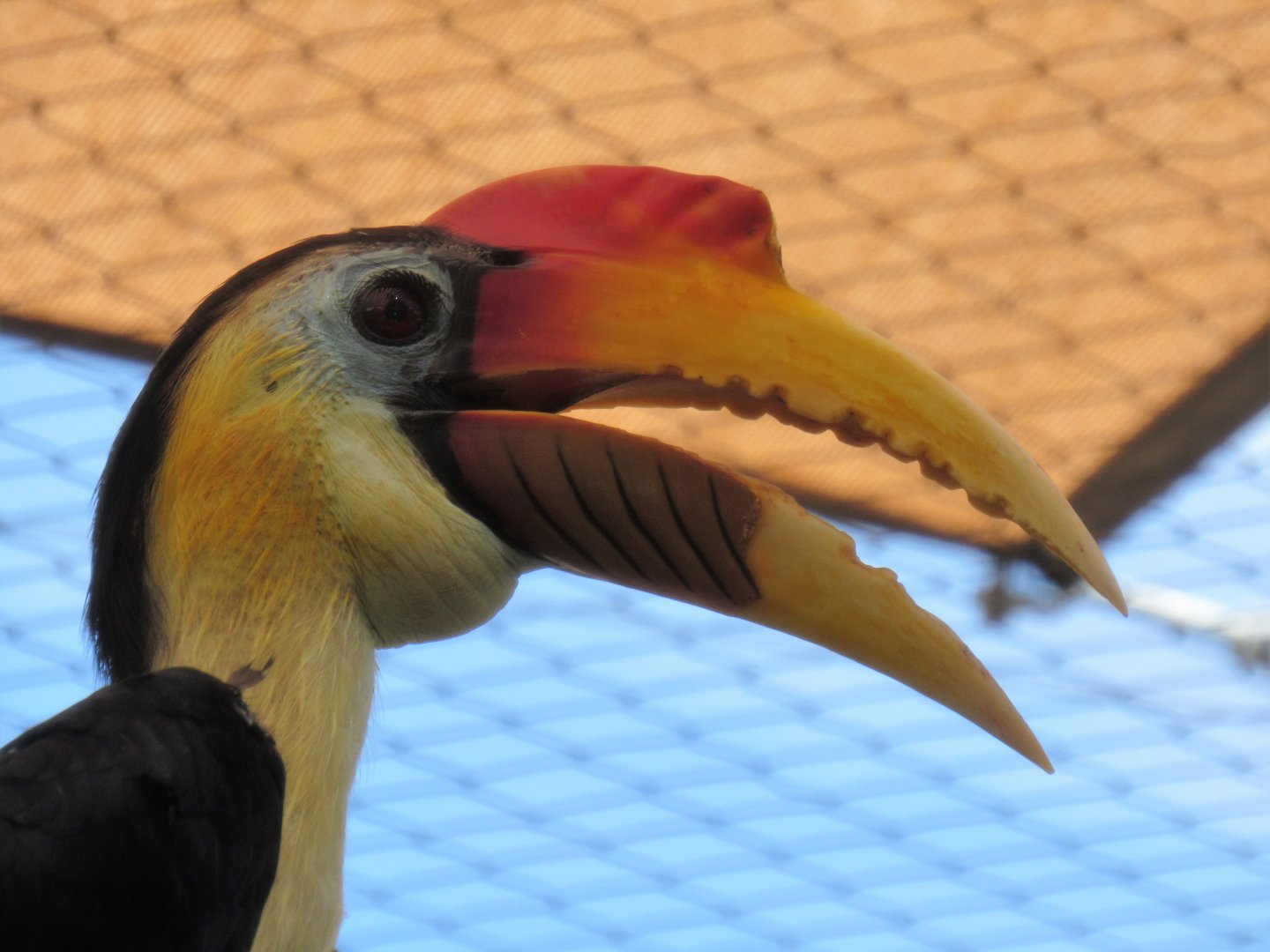 Wrinkled Hornbill