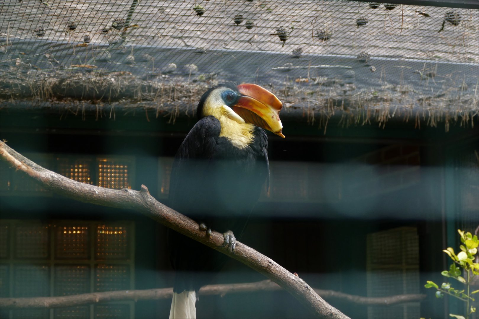 Wrinkled hornbill