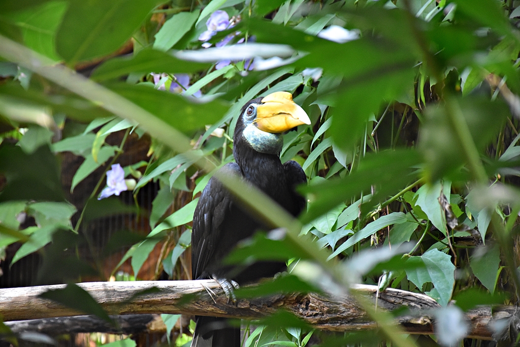 Wrinkled hornbill