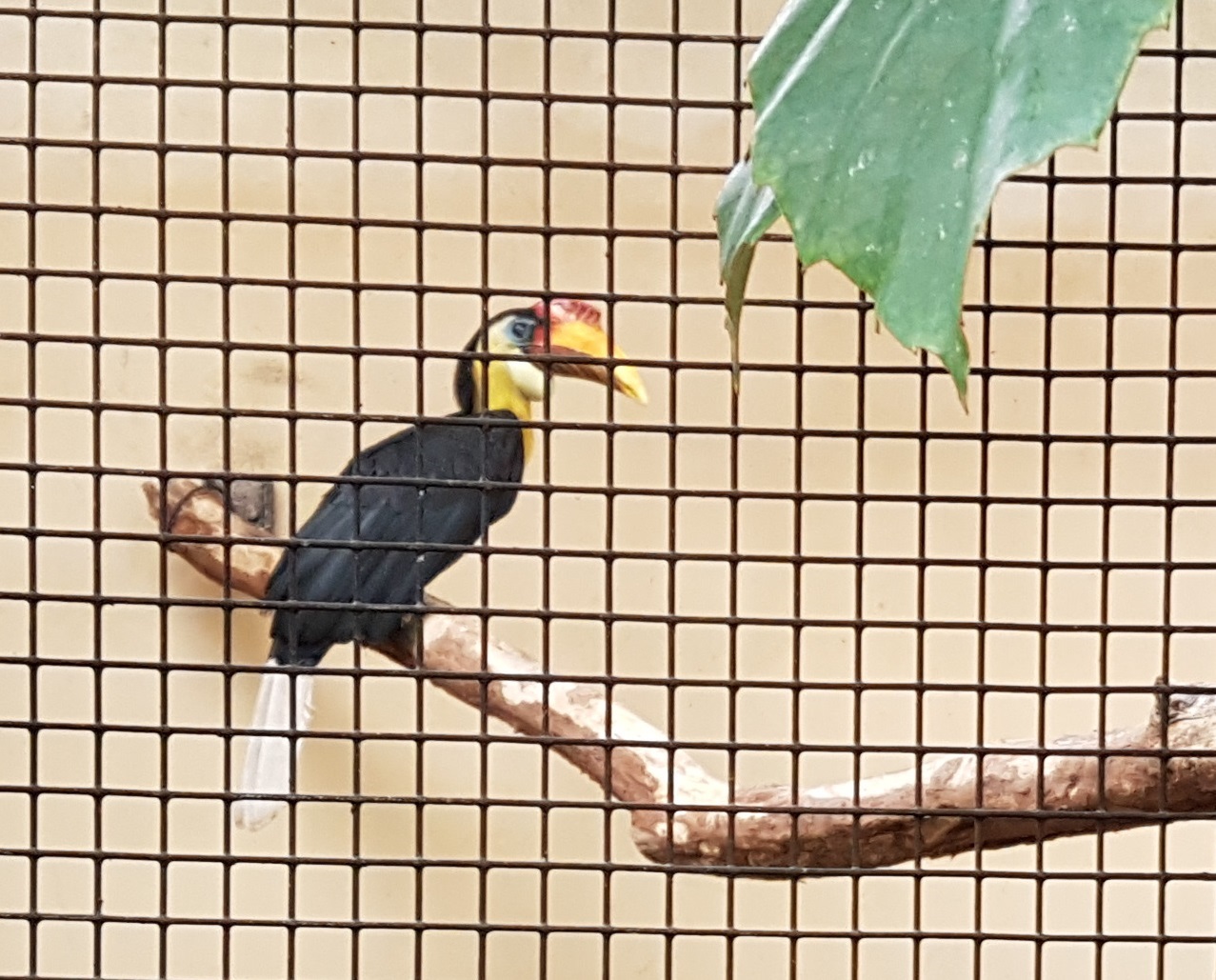 Wrinkled hornbill