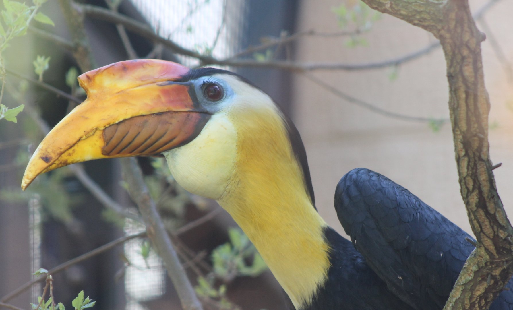 Wrinkled hornbill