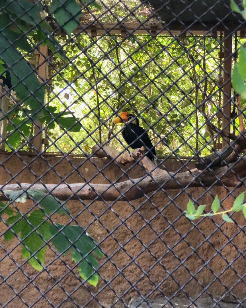 Wrinkled Hornbill
