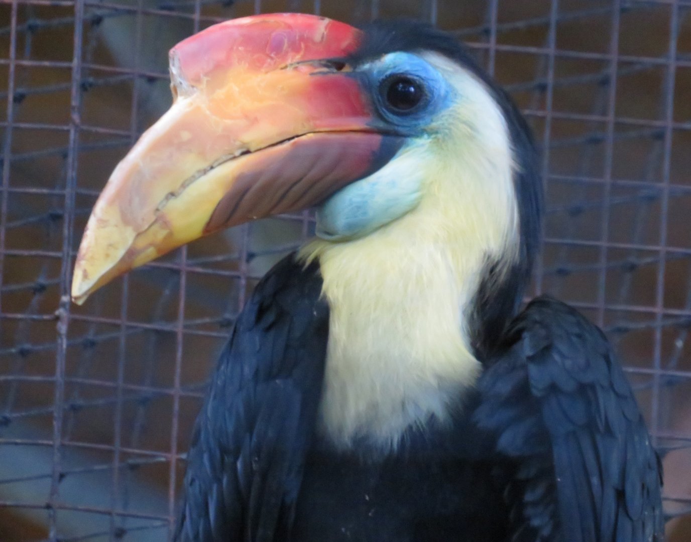 Wrinkled hornbill