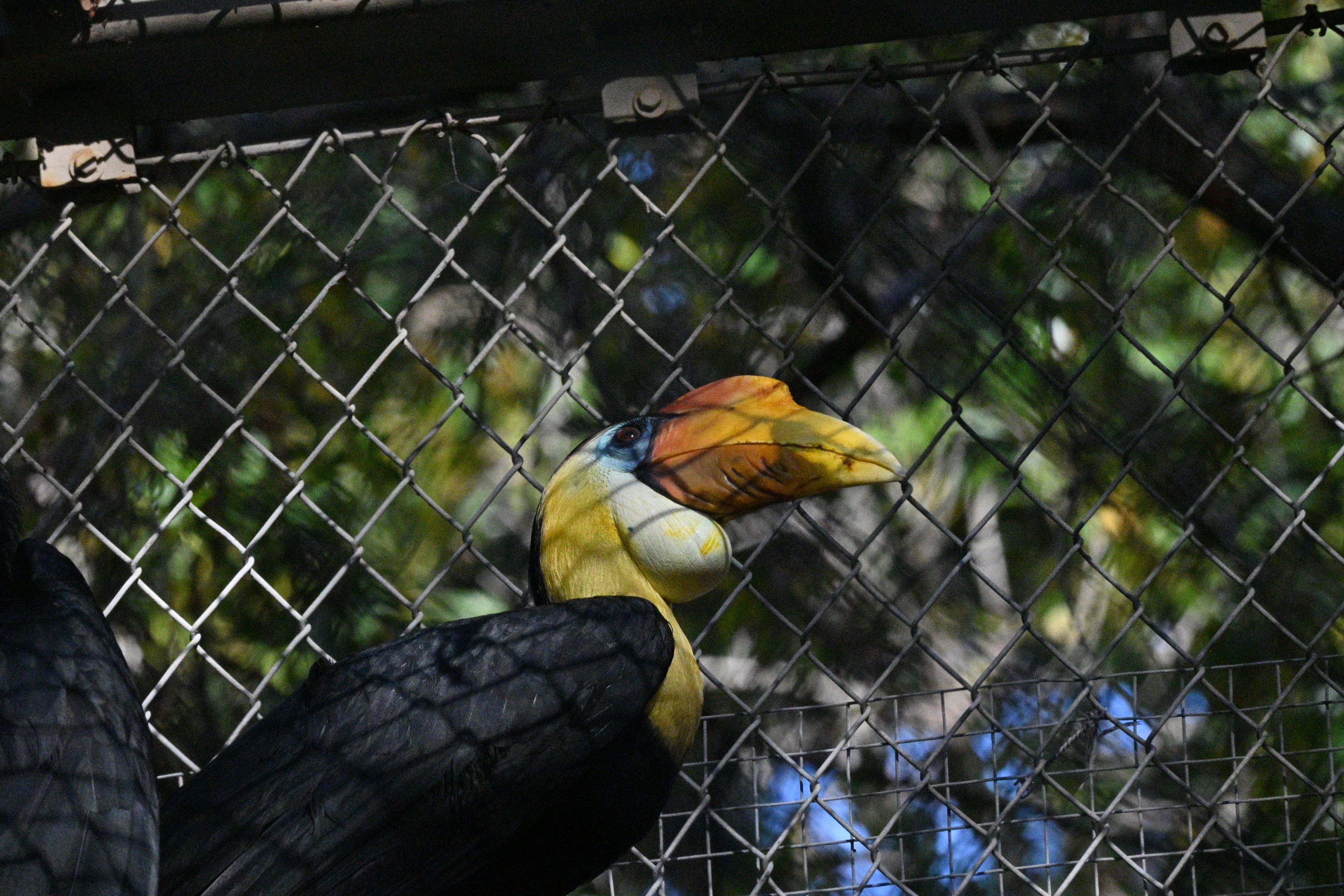 Wrinkled Hornbill
